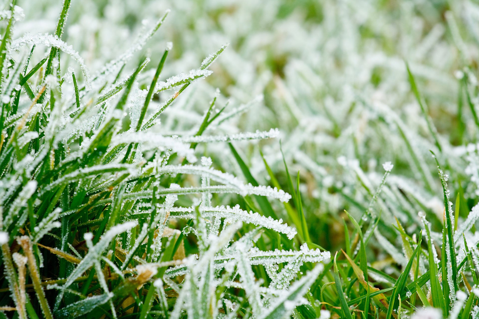 Winter Care Tips For Your Lawn And Garden