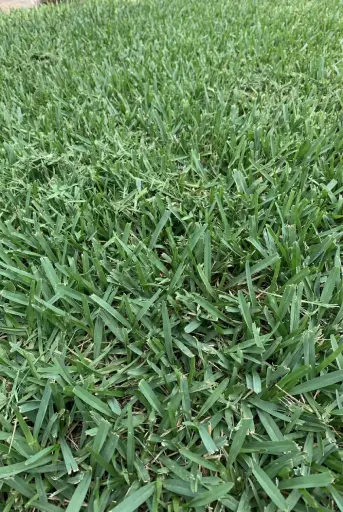 St Augustine grass sod installation