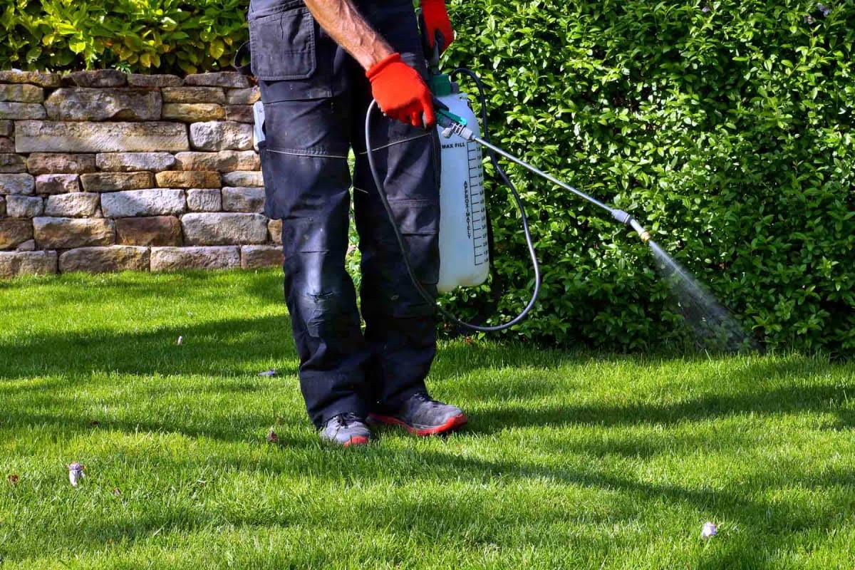 lawn fertilization weed control
