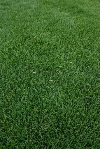 Zoysia grass sod lush lawn